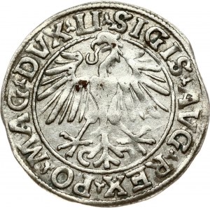 Lithuania 1/2 Grosz 1548 Vilnius. Sigismund II Augustus (1545-1572). Obverse: Eagle. Lettering...