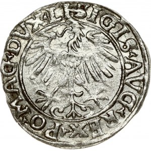 Lithuania 1/2 Grosz 1556 Vilnius. Sigismund II Augustus (1545-1572). Obverse: Eagle. Lettering...