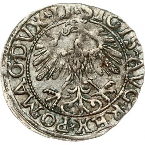 Lithuania 1/2 Grosz 1557 Vilnius. Sigismund II Augustus (1545-1572). Obverse: Eagle. Lettering...