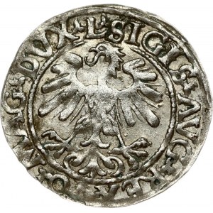 Lithuania 1/2 Grosz 1559 Vilnius. Sigismund II Augustus (1545-1572). Obverse: Eagle. Lettering...