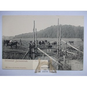 Świnoujście, Swinemunde, Golm, pastwisko, krowy ok. 1900