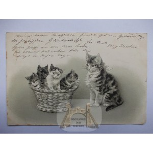 Kot, kotki w koszu, tłoczona, 1901