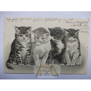 Kot, kotki, tłoczona, 1901