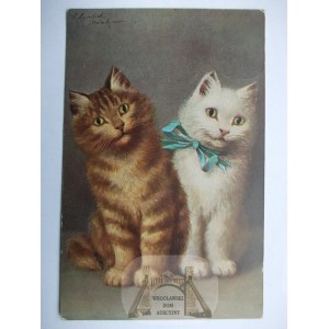 Kot, kotki, malarska, Holandia 1925