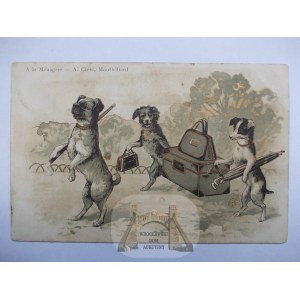 Pies, Podróżnik, humor, 1904