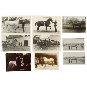 Zestaw 9 fotografii z przedstawieniami koni, 1 poł. XX w.