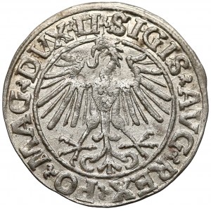 Zygmunt II August, Półgrosz Wilno 1548 - arabska