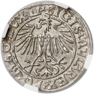 Zygmunt II August, Półgrosz Wilno 1548 - arabska - b. ładny