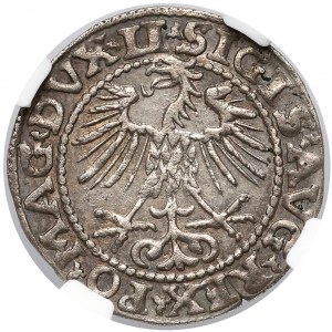Zygmunt II August, Półgrosz Wilno 1552