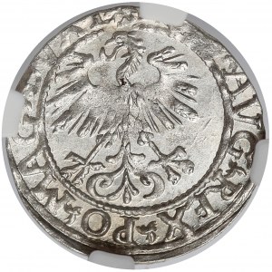 Zygmunt II August, Półgrosz Wilno 1561 - piękny