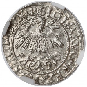 Zygmunt II August, Półgrosz Wilno 1559 - piękny