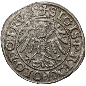 Zygmunt I Stary, Szeląg Elbląg 1539 - PRVSS