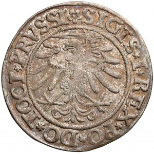 Zygmunt I Stary, Grosz Elbląg 1533 - pierwszy