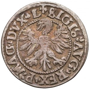 Zygmunt II August, Półgrosz Wilno 1546 - typ 5