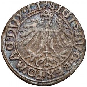 Zygmunt II August, Półgrosz Wilno 1557 - koniczyna, bez 9 - b. rzadki