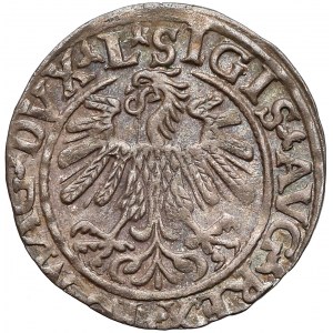 Zygmunt II August, Półgrosz Wilno 1559 - LITVA (RR)
