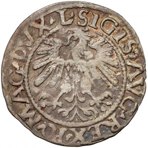 Zygmunt II August, Półgrosz Wilno 1559 - LITV