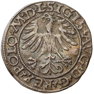 Zygmunt II August, Półgrosz Wilno 1565 - BEZ Topora - ex SEGNA - rzadki 