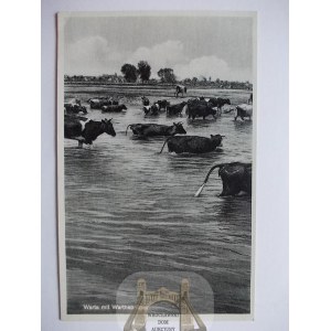 Koło, okupacja, krowy w Warcie, 1940