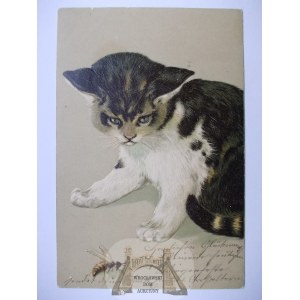 Kot, osa, tłoczona, 1905