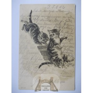 Kot, kotki, tłoczona, 1902