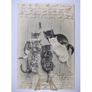 Kot, kotki polujące na mysz, tłoczona, 1901