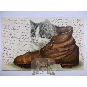 Cat in a Shoe, embossed, 1905