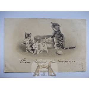 Kot, kotki w kąpieli, tłoczona, 1905