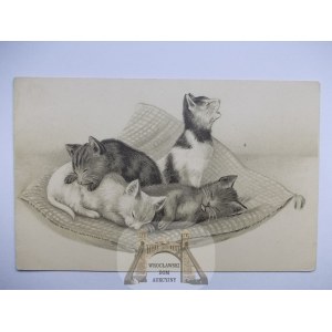 Kot, śpiące kociaki, litografia, ok. 1900