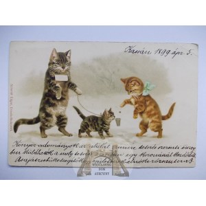 Kot, kotek na smyczy, ok. 1900