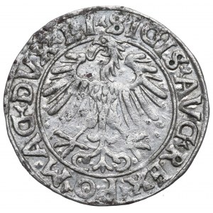 Zygmunt II August, Półgrosz 1556, Wilno - LI/LITV
