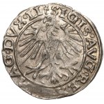 Zygmunt II August, Półgrosz 1557, Wilno - stempel Behma