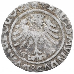 Zygmunt I Stary, Grosz 1506, Głogów - kokardka