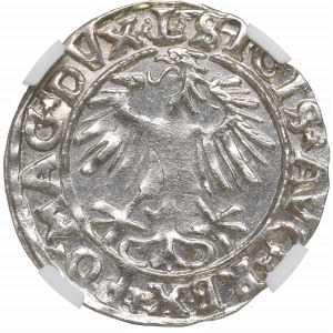 Zikmund II Augustus, půlpenny 1556, Vilnius - L/LITVA - NGC MS63