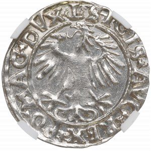 Zygmunt II August, Półgrosz 1556, Wilno - L/LITVA - NGC MS63
