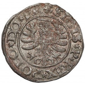 Zikmund I. Starý, Shelly 1530, Elbląg - MENNICAL