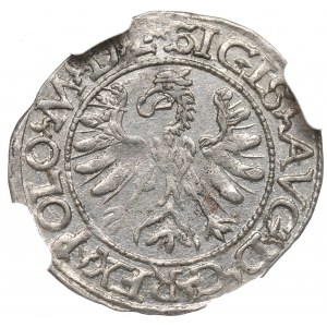 Zygmunt II August, Półgrosz 1566, Tykocin - duży Jastrzębiec - RZADKOŚĆ / NGC MS63