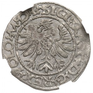 Sigismund II Augustus, Halbpfennig 1566, Tykocin - KLEIN Jastrzębiec - RARE /NGC UNC