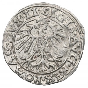 Žigmund II Augustus, polgroš 1557, Vilnius - rarita s obrátenou N Behmovou pečiatkou