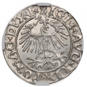 Zygmunt II August, Półgrosz 1556, Wilno - L/LITVA - NGC MS62
