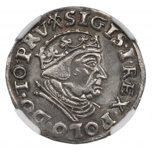 Sigismund I. der Alte, Trojak 1539, Danzig - NGC UNC Details