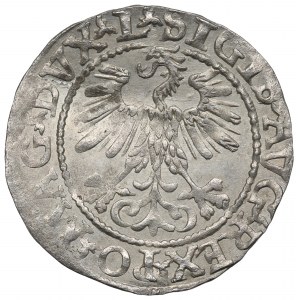 Sigismund II Augustus, Halfgroat 1560, Vilnius - L/LITVA