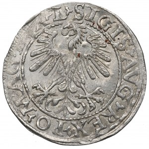 Sigismund II Augustus, Halfgroat 1560, Vilnius - L/LITV