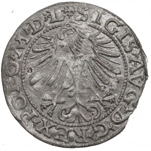Zikmund II Augustus, půlpenny 1563, Vilnius, KŘÍŽE - vzácné