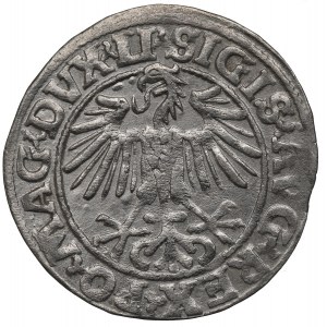 Žigmund II August, polgroš 1549, Vilnius - LI/LITVA