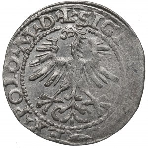 Sigismund II. Augustus, Halbpfennig 1564, Wilna - L/LITV