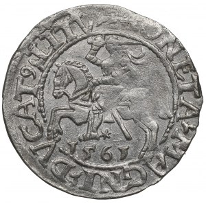 Sigismund II. Augustus, Halbpfennig 1561, Wilna - L/LITV