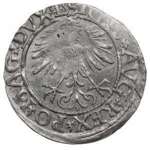 Sigismund II. Augustus, Halbpfennig 1561, Wilna - L/LITV