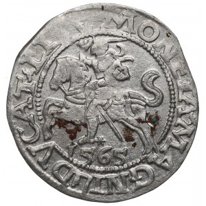 Sigismund II. Augustus, Halbpfennig 1565, Wilna - L/LITV