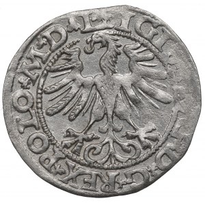 Sigismund II. Augustus, Halbpfennig 1565, Wilna - L/LITV